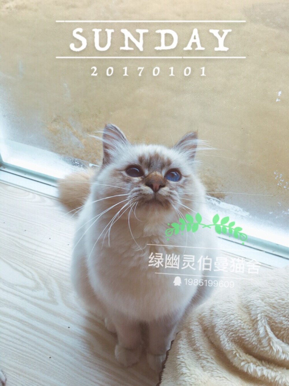 美兔微博：绿幽灵伯曼猫舍_芮轩6111