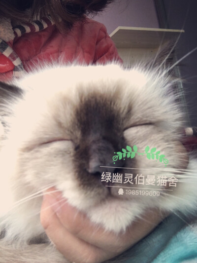 微博：绿幽灵伯曼猫舍_芮轩6111