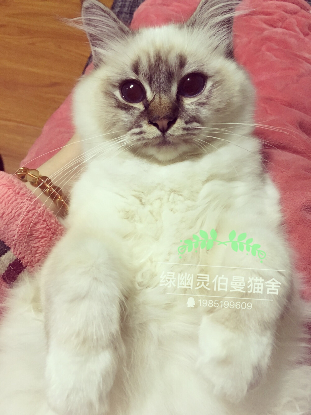 微博：绿幽灵伯曼猫舍_芮轩6111