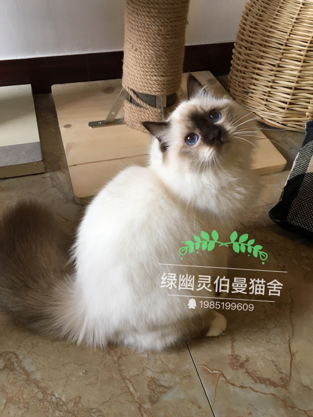 微博：绿幽灵伯曼猫舍_芮轩6111