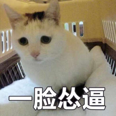 一脸怂逼