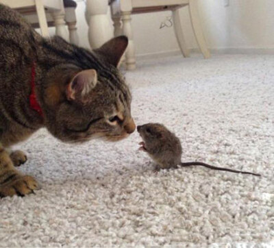 猫与老鼠 轻轻的一个吻