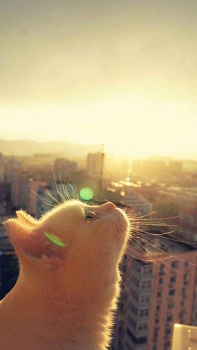 被一只喵的侧颜撩了