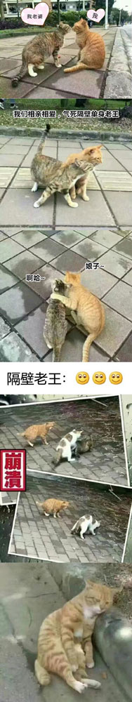 哈哈哈 心疼