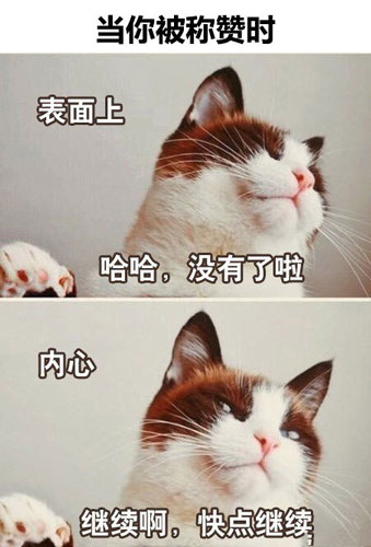 猫 尽情地夸我把