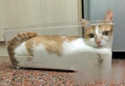 猫是一种液体动物