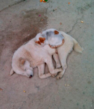 我又开始相信爱情了