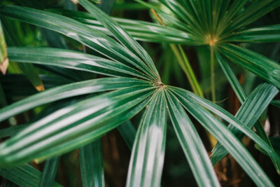 胶片绿色植物一系列杂图