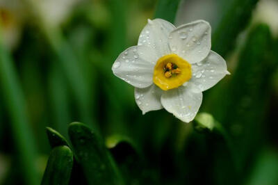 水仙花