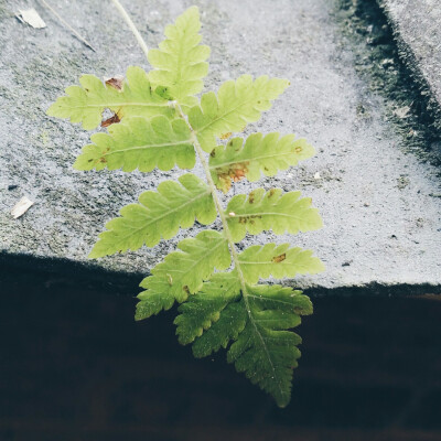 瓦砾上的植物