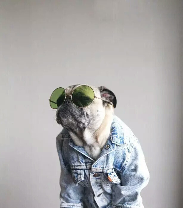 pug