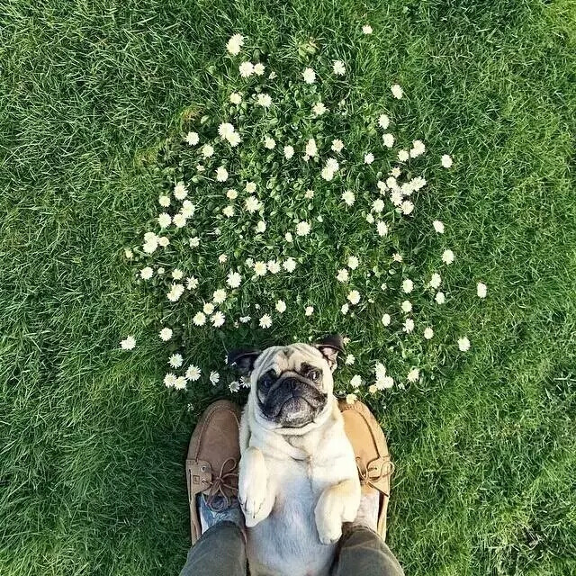 pug