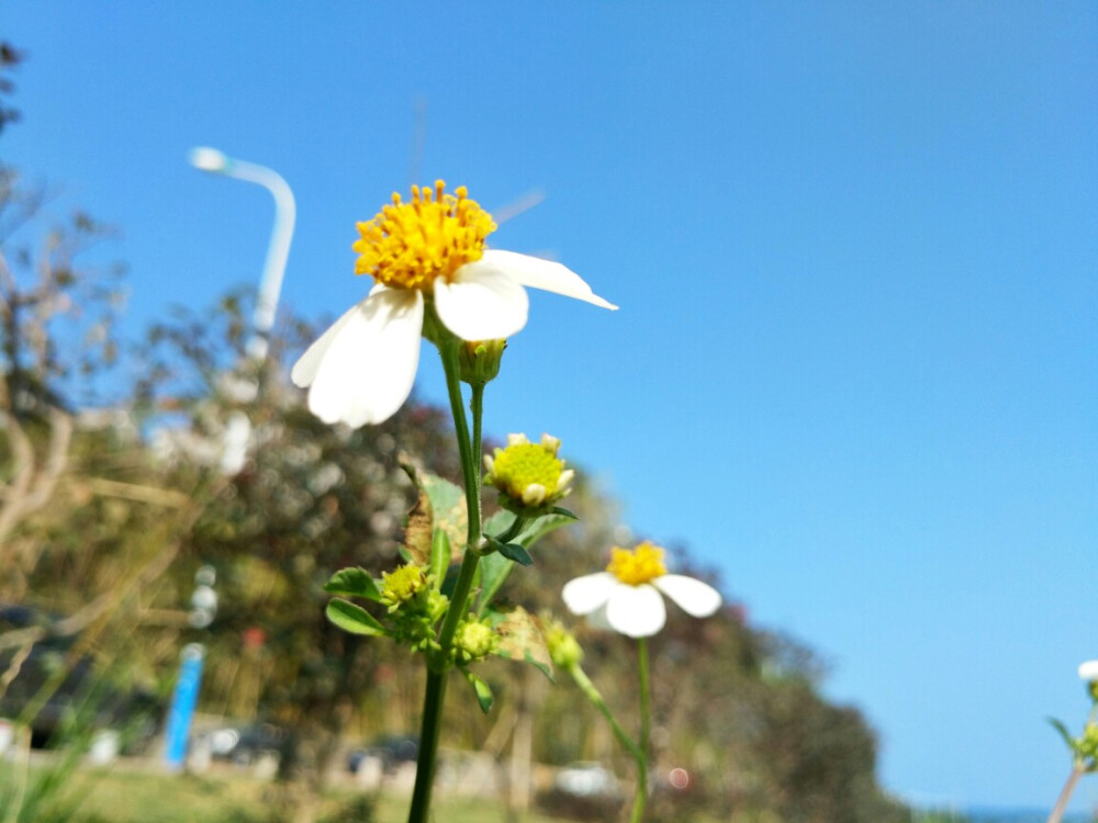 送你一朵花