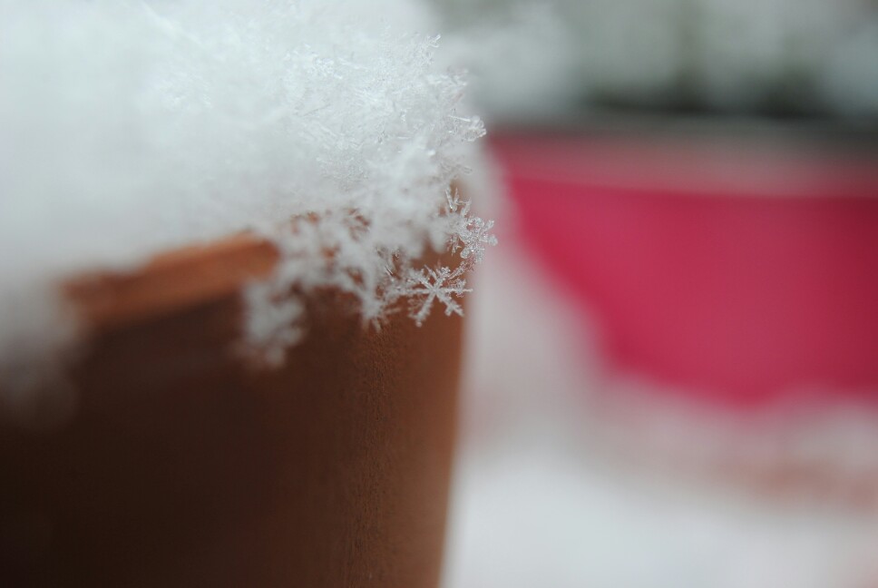 2017年第二场雪～三鲜院子