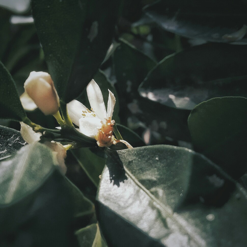 橘子花 来自 张小篱儿