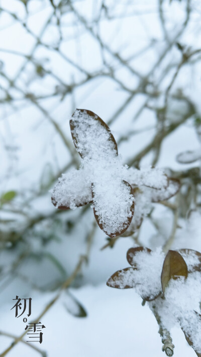 【阿凉杂图无所属壁纸】2017-01-31初雪，摄于河南南阳镇平，照相机：华为P9 PLUS