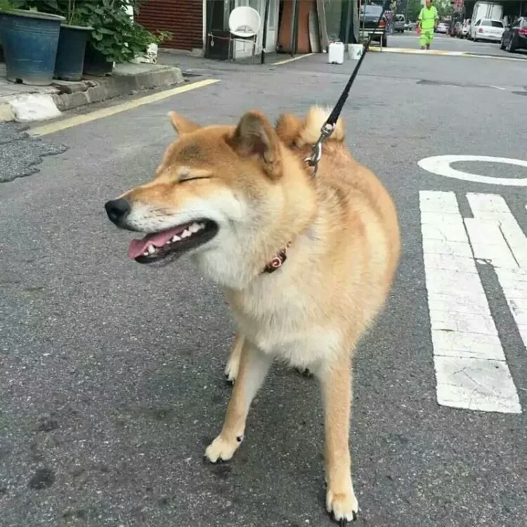 柴犬