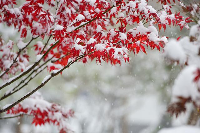 白雪压丹枫