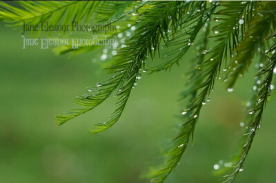 雨后的松针