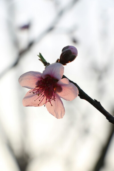 初春第一朵桃花