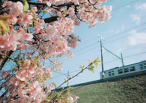 风景 治愈系 鲜花