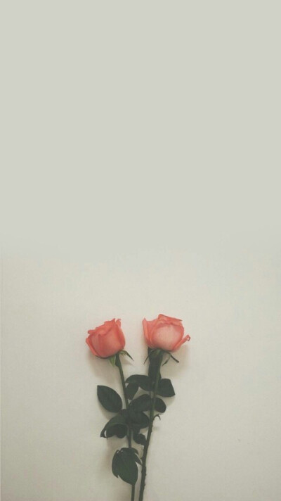 玫瑰花 壁纸