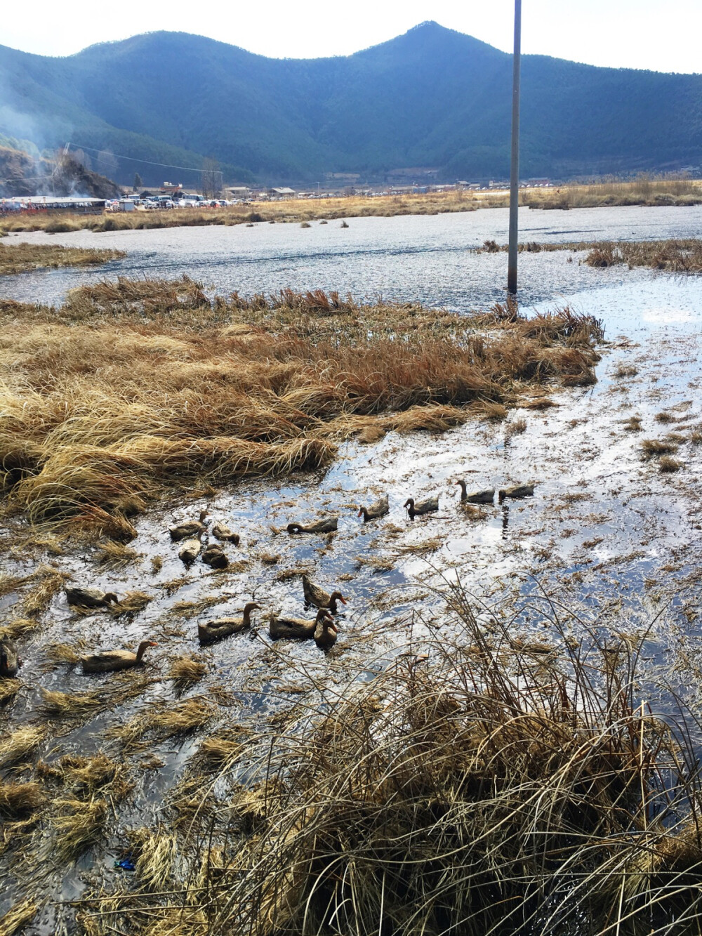 泸沽湖 野鸭成群