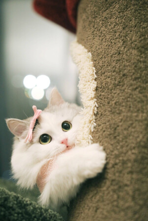 馒头 萌宠 高清壁纸 头像 cr郭斯特