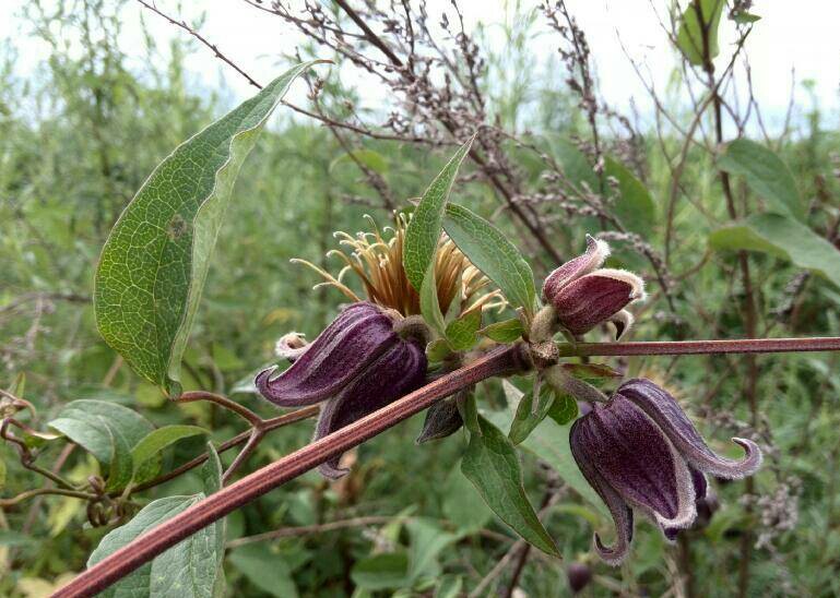 褐毛铁线莲一直想要收集的一个原生种质