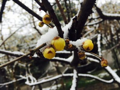 雪下腊梅 香炸了