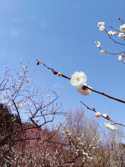 天空蔚蓝，梅花静好