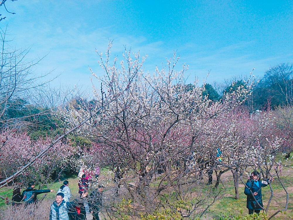 梅花三弄