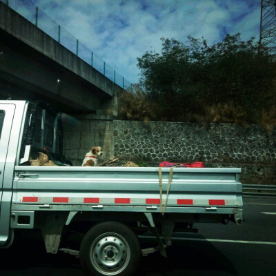 高速公路遇到的小狗狗