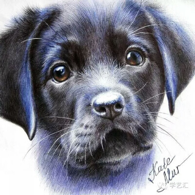 萌萌哒的小黑狗