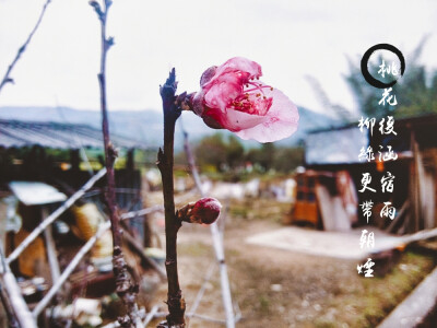 桃花復涵宿雨