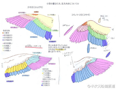 绘师ダリア(id=293647)关于翅膀的讲座，用不同颜色来区分翅膀的部分，各鸟类的翅膀形状分类等... ​​​​