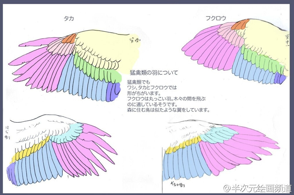 绘师ダリア(id=293647)关于翅膀的讲座，用不同颜色来区分翅膀的部分，各鸟类的翅膀形状分类等... ​​​​