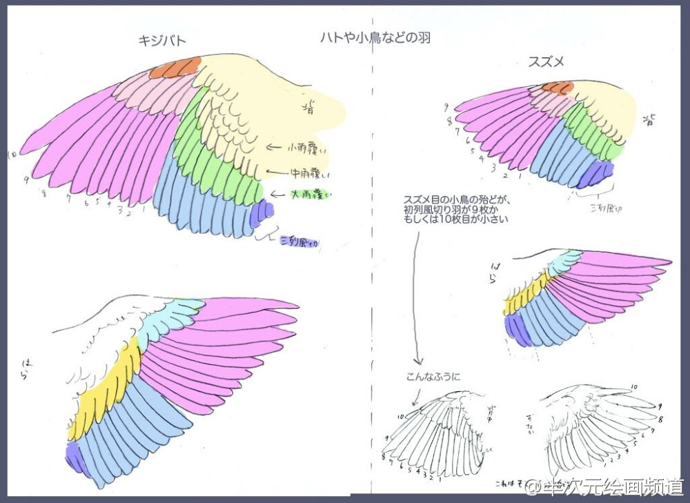 绘师ダリア(id=293647)关于翅膀的讲座，用不同颜色来区分翅膀的部分，各鸟类的翅膀形状分类等... ​​​​