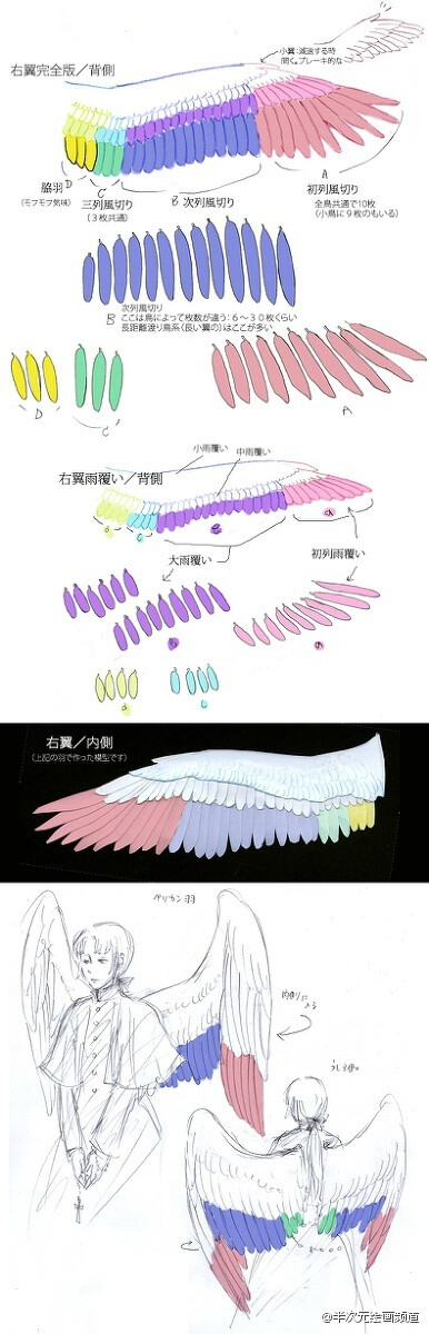 绘师ダリア(id=293647)关于翅膀的讲座，用不同颜色来区分翅膀的部分，各鸟类的翅膀形状分类等... ​​​​