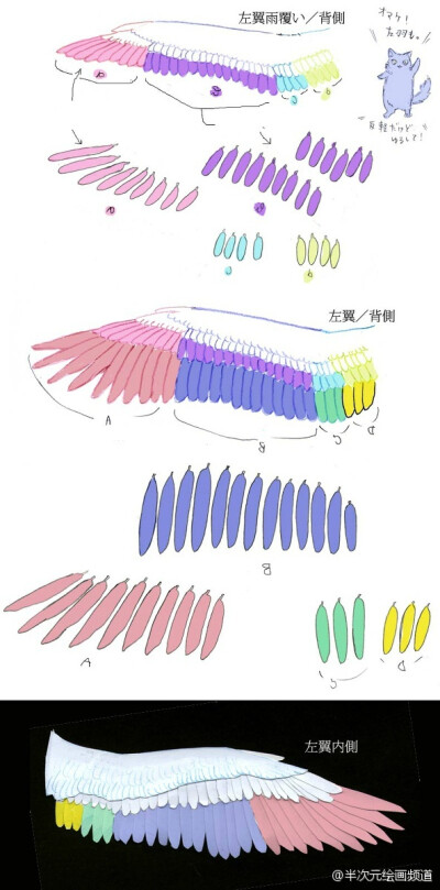 绘师ダリア(id=293647)关于翅膀的讲座，用不同颜色来区分翅膀的部分，各鸟类的翅膀形状分类等... ​​​​