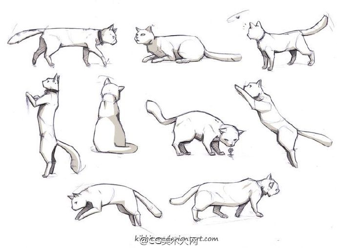 绘画参考猫的动态画法参考67676767