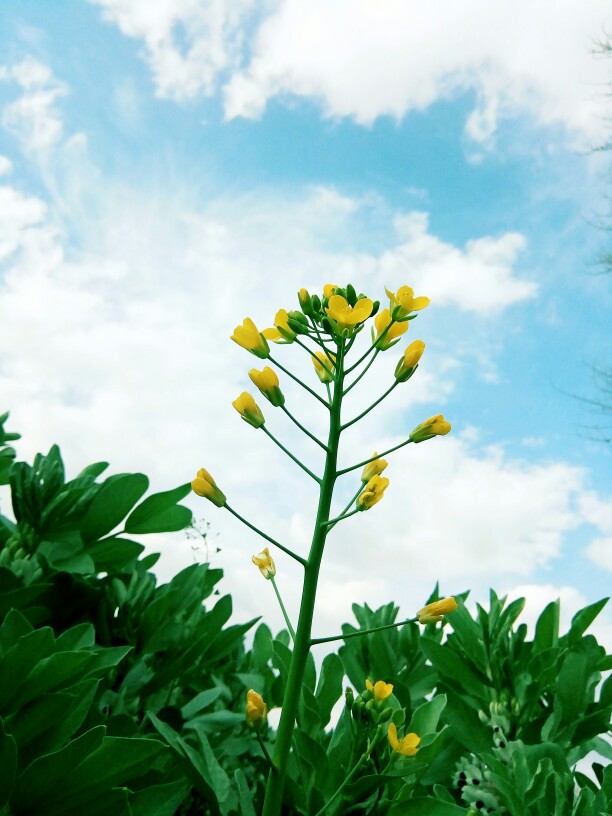 油菜花