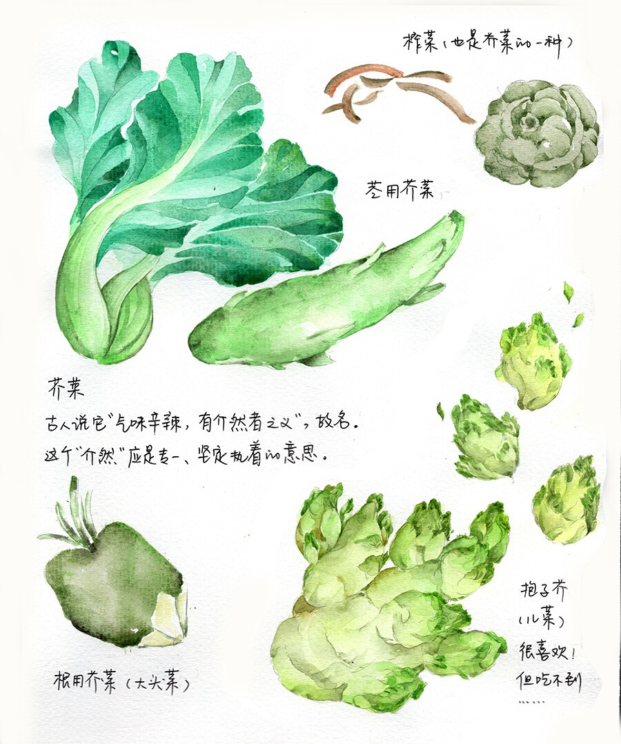 【水彩节气植物】大雪，芥菜一家。十字花科盛产蔬菜，芥菜也是其中之一，因气味辛辣，古人认为「有介然之义」，故名。@蔓玫蔓玫