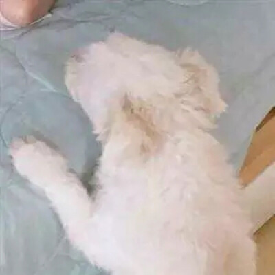 情侣 头像 狗狗 