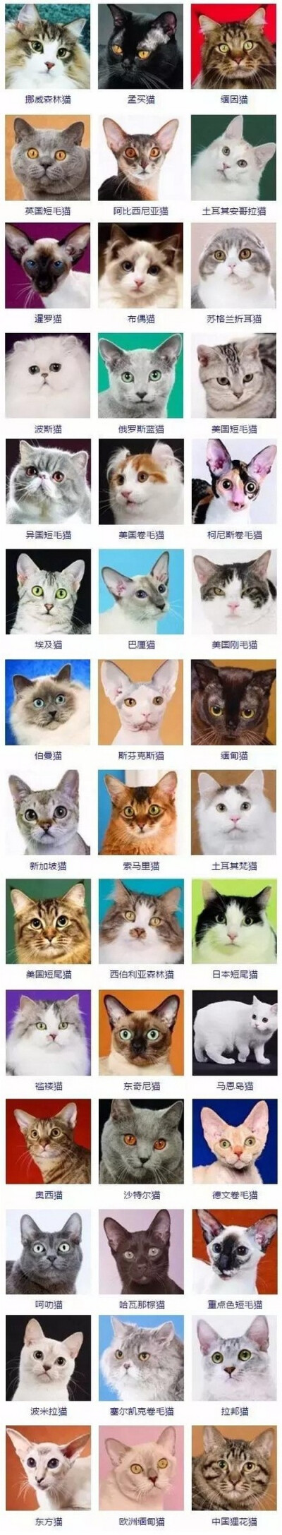 猫的品种 