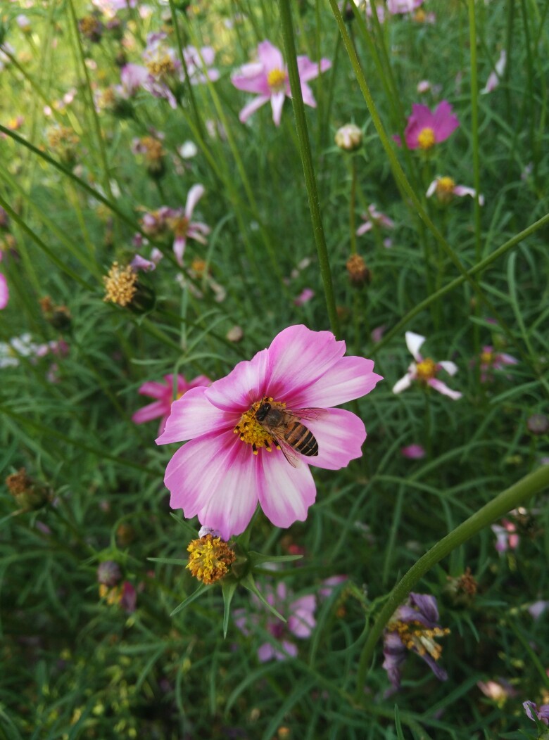 波斯菊