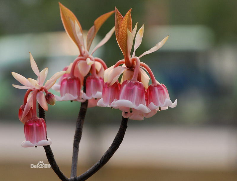 齿缘吊钟花（学名：Enkianthus serrulatus (Wils.) Schneid.）落叶灌木或小乔木，高2.6-6米。小枝光滑，无毛。叶密集枝顶，厚纸质，长圆形或长卵形。伞形花序顶生。每花序上有花2-6朵，花下垂；花萼绿色，萼片5，三角形；花冠钟形，白绿色。子房圆柱形，蒴果椭圆形，干后黄褐色；种子瘦小，具2膜质翅。花期4月，果期5-7月。