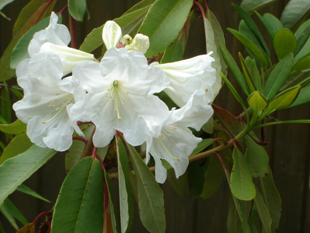 大白杜鹃（学名：Rhododendron decorum Franch. ）：常绿灌木或小乔木，高1-3米，稀达6-7米；树皮灰褐色或灰白色；幼枝绿色，无毛，老枝褐色。冬芽顶生，卵圆形，无毛。叶厚革质，长圆形、长圆状卵形至长圆状倒卵形，上面暗绿色，下面白绿色。顶生总状伞房花序，有花8-10朵，有香味；花冠宽漏斗状钟形，变化大，长3-5厘米，直径5-7厘米，淡红色或白色。蒴果长圆柱形，黄绿色至褐色，肋纹明显。花期4-6月，果期9-10月。