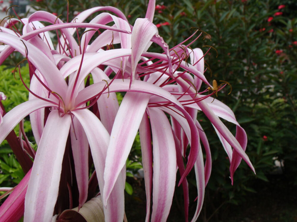 红花文殊兰（Crinum amabile)为多年生常绿草本植物，植株高60～100厘米，叶片为大型宽带形，全缘，叶色翠绿。花葶自鳞茎中抽出，顶生伞形花序，每花序有小花20余朵；花被筒暗紫色，花瓣5枚，长条形，红色，边缘为白色或浅粉色的宽条纹，具芳香。