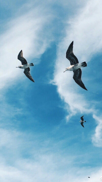 【天空】【蓝色】【清新】【白云】【鸥】